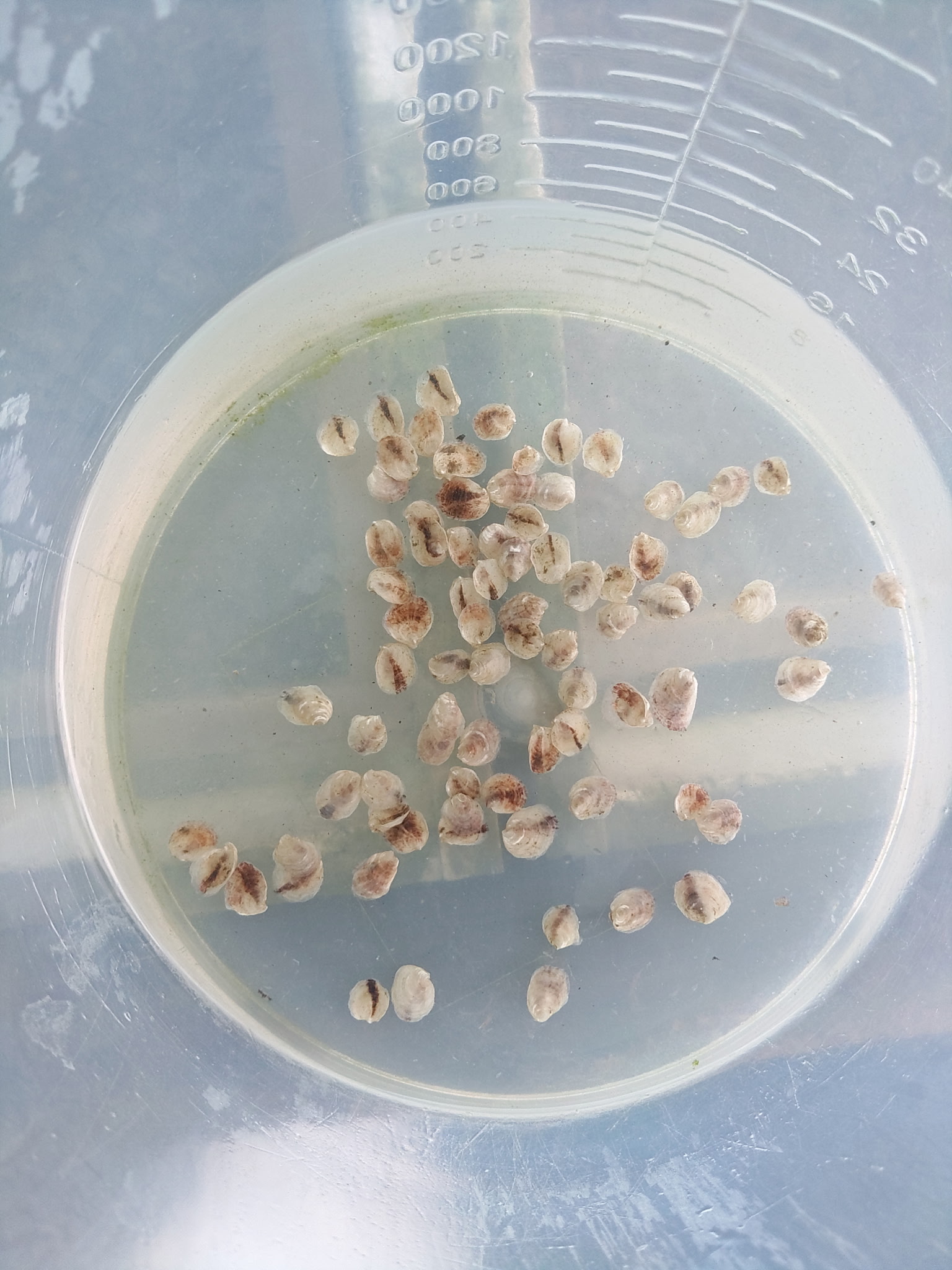 Medium oysters — mid growth stage